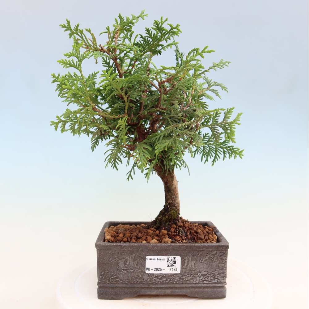 Outdoor Bonsai - Thuja occidentalis - Arborvitae