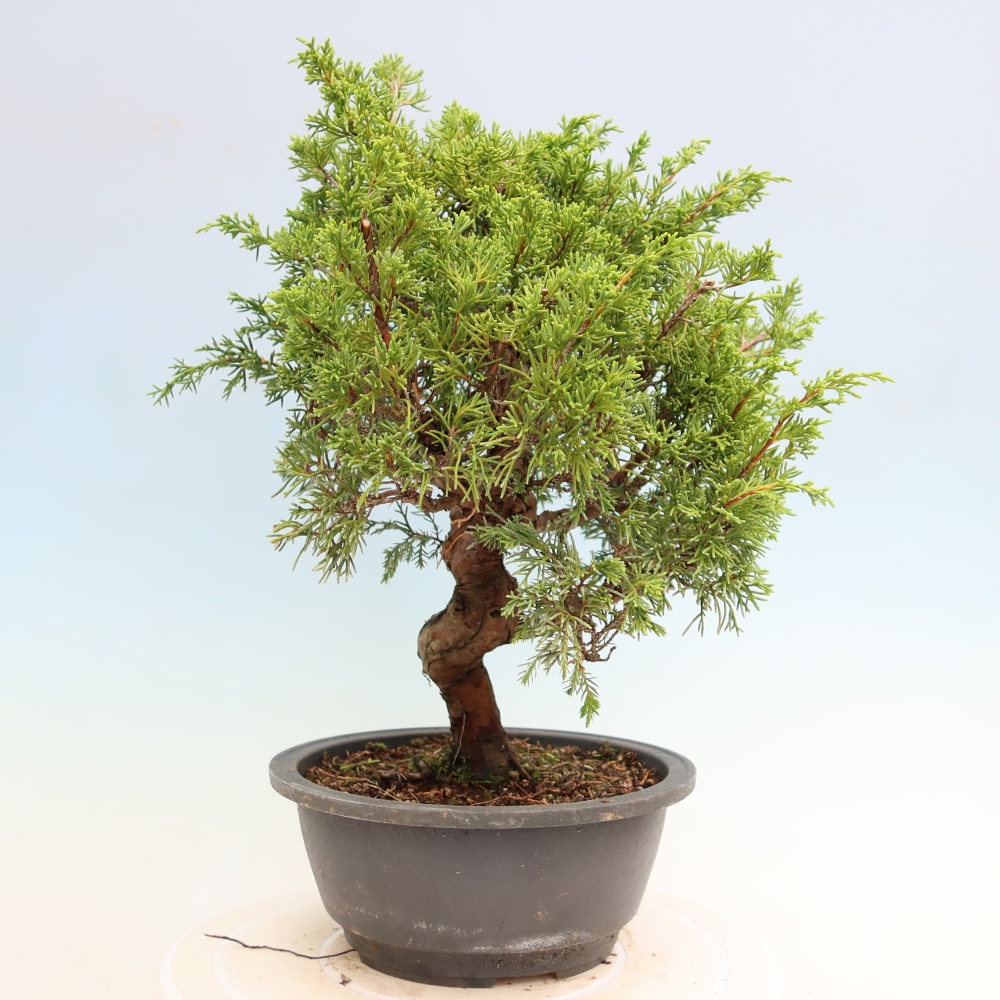 Outdoor Bonsai - Juniperus chinensis Itoigawa - Chinese Juniper