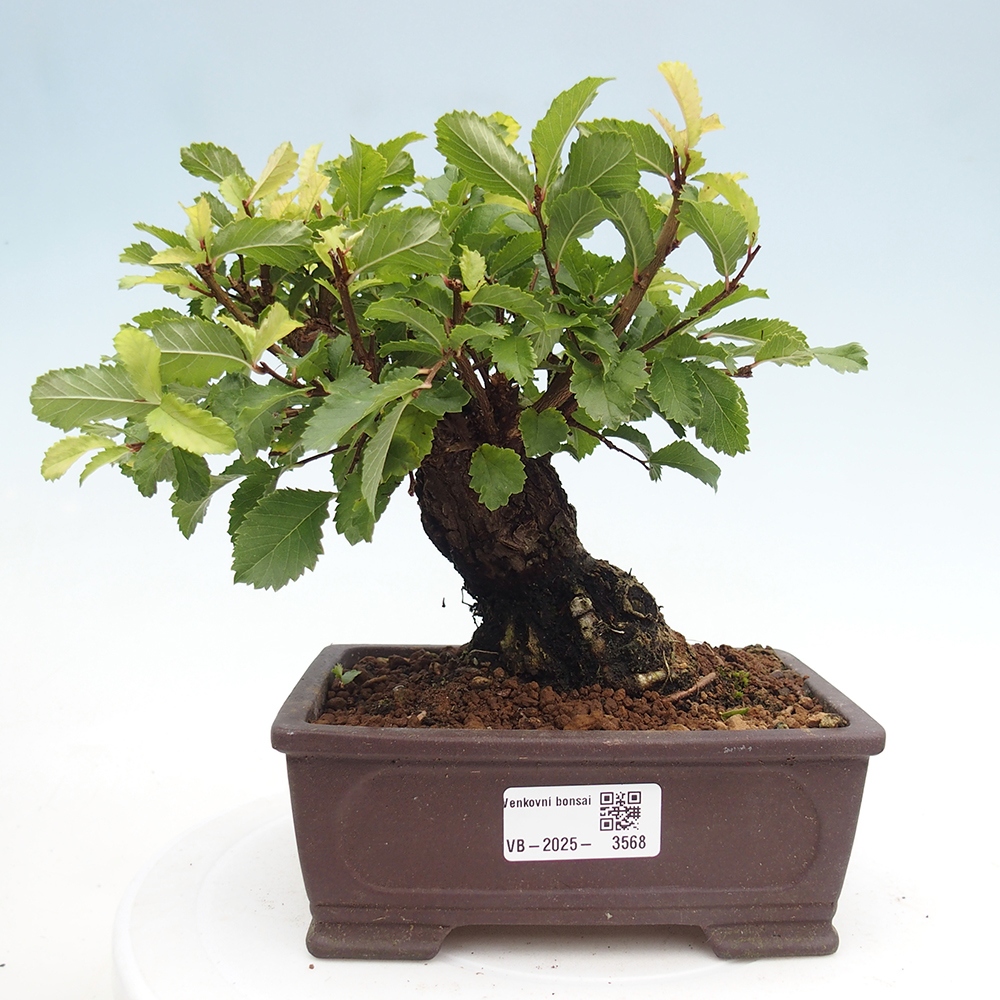 Outdoor bonsai - Zelkova - Zelkova NIRE