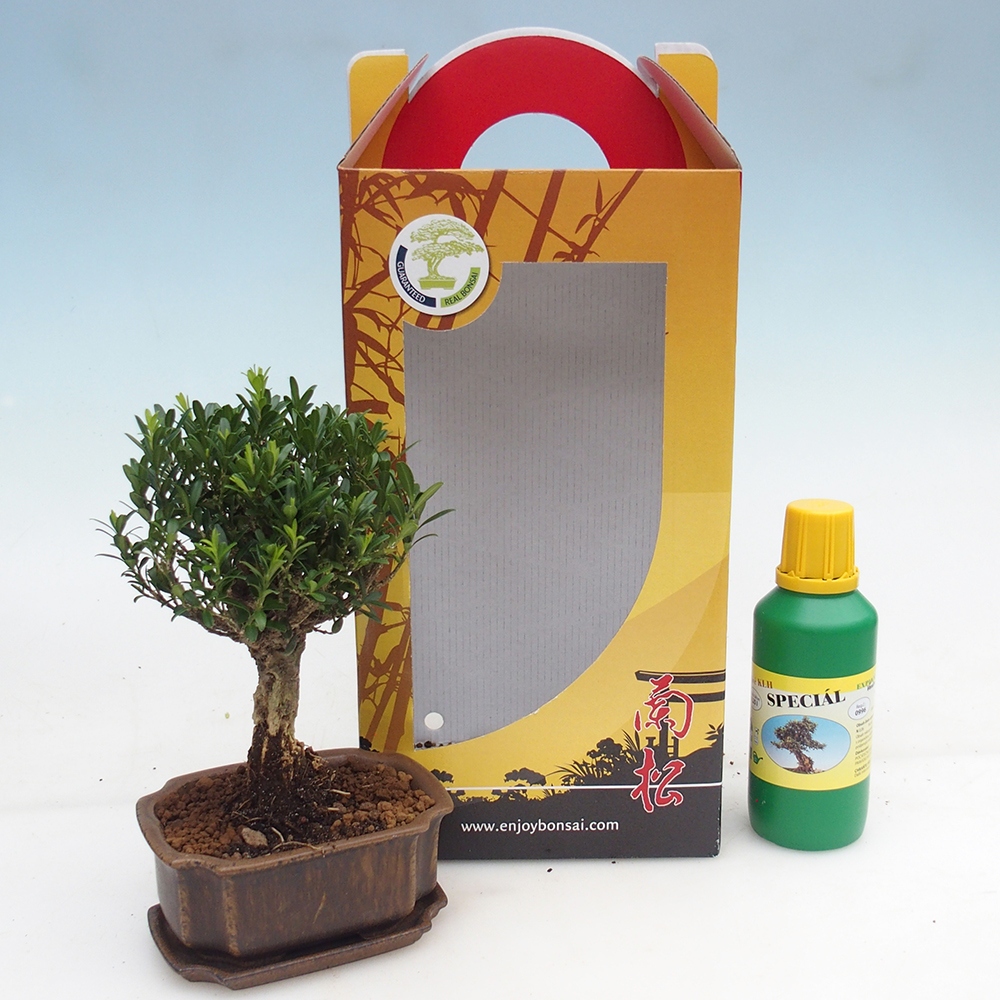Room bonsai in gift box Buxus harlandii - cork buxus
