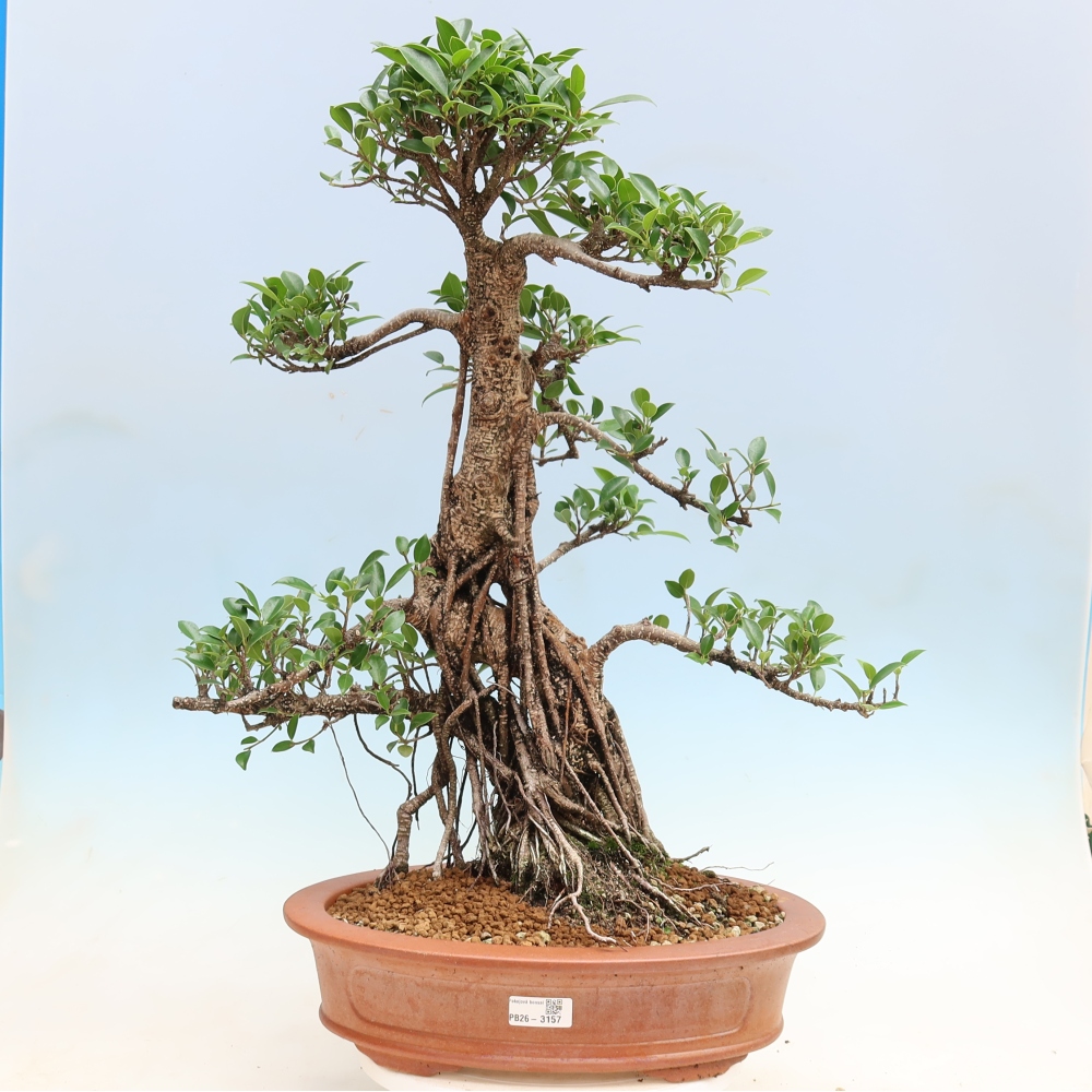 Room bonsai - Ficus kimmen - small-leaved ficus