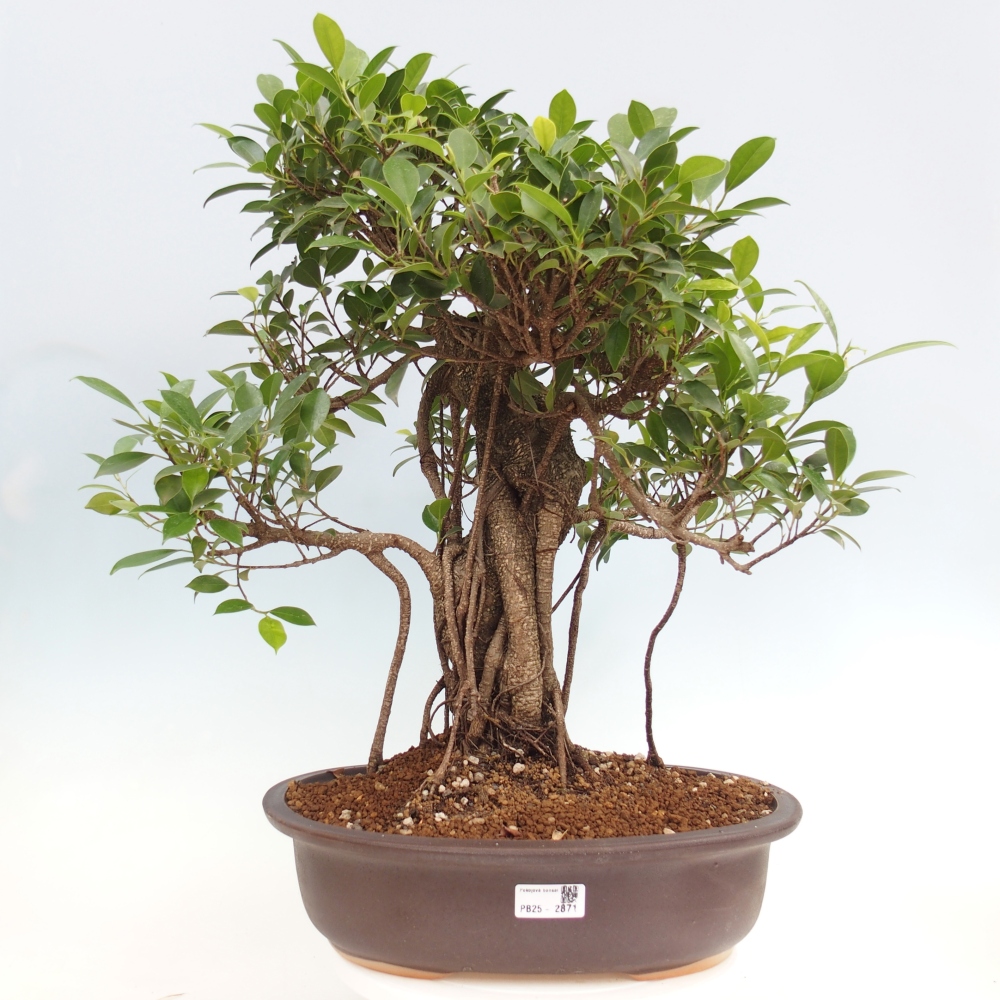 Room bonsai - Ficus kimmen - small-leaved ficus - PERSONAL COLLECTION ONLY or pallet transport