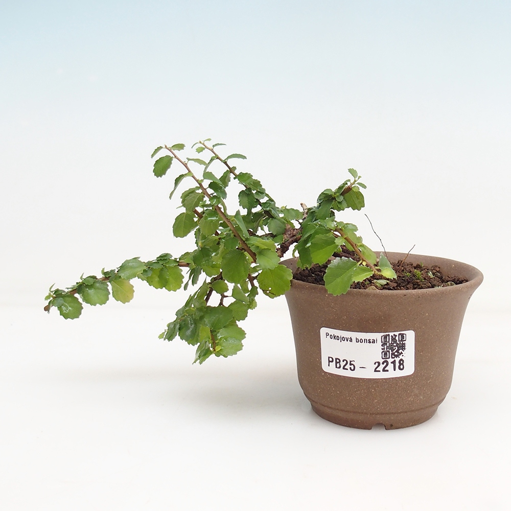 Indoor bonsai - Grewia sp. - Small-leaved Grewie