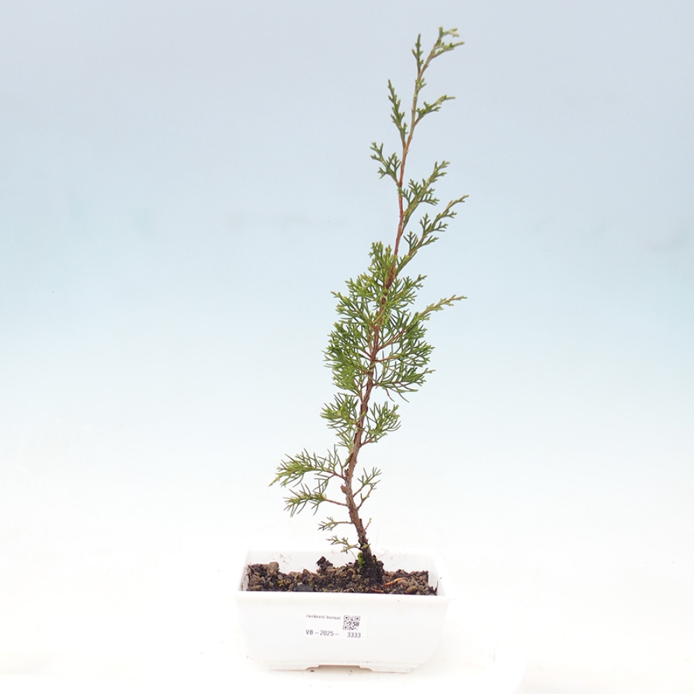 Outdoor bonsai - Juniperus chinensis Itoigawa - Chinese juniper