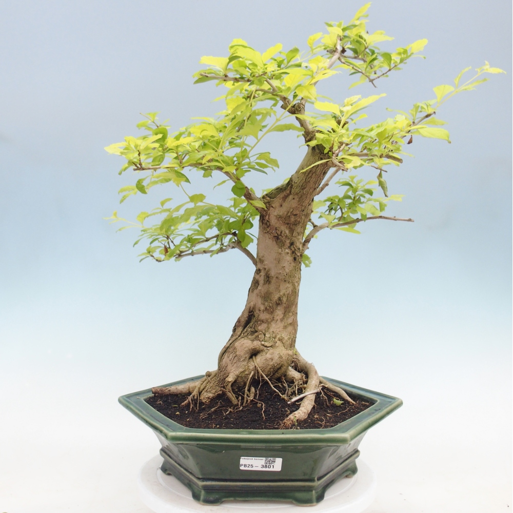 Room bonsai - Duranta erecta Aurea