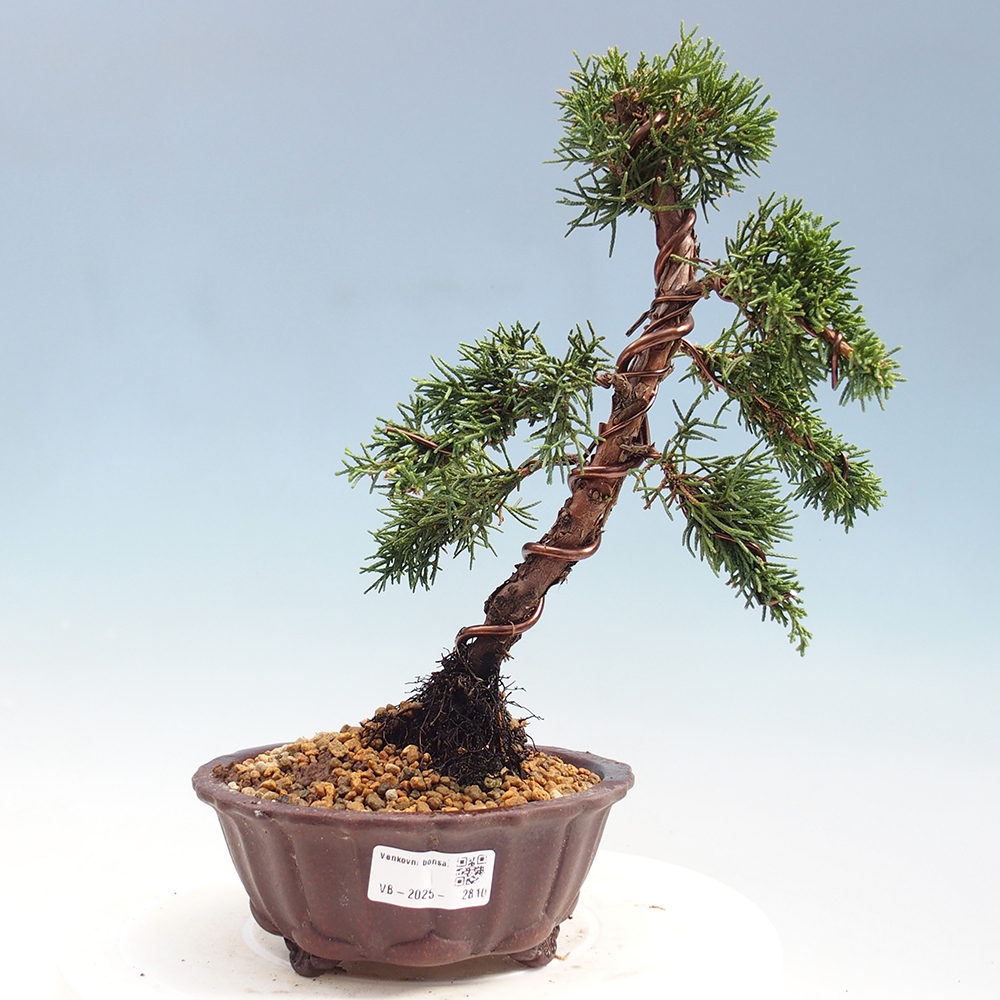 Outdoor bonsai - Juniperus chinensis Kishu - Chinese Juniper