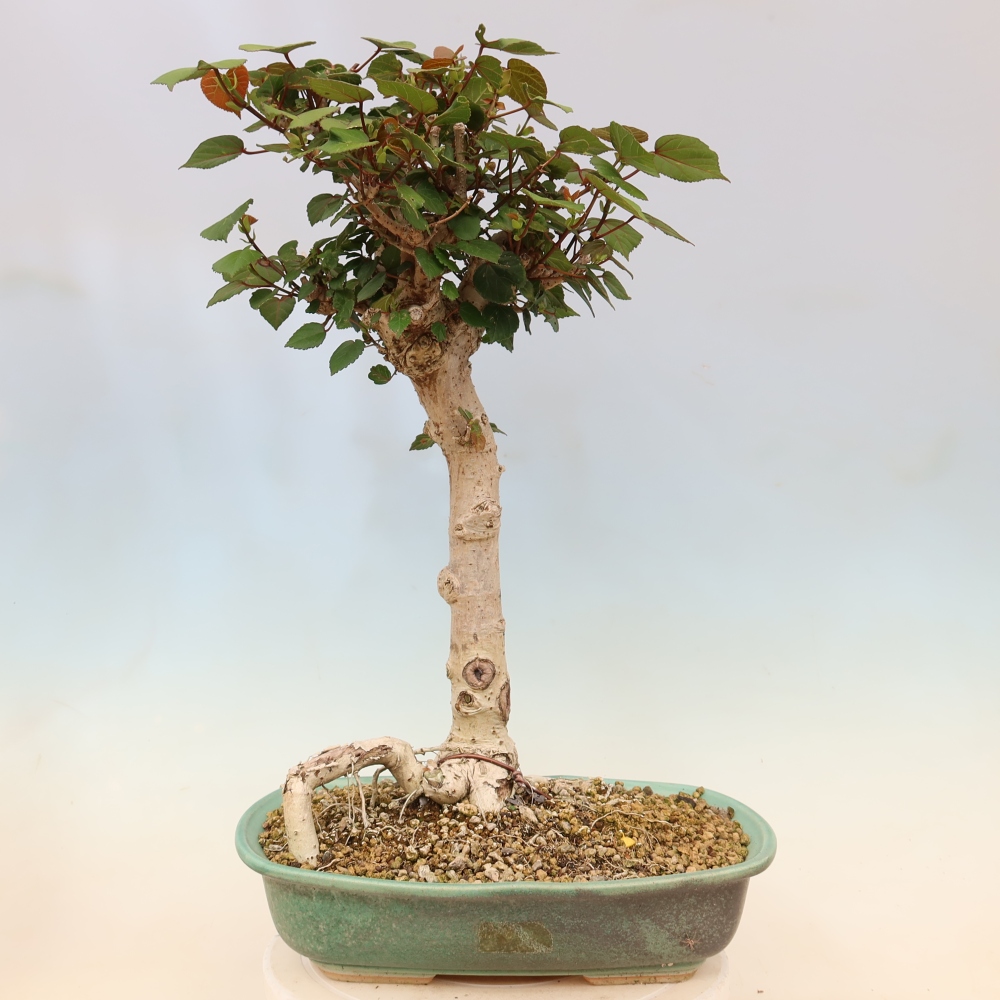 Indoor bonsai - Hibiscus tiliaceus - Sea Hibiscus
