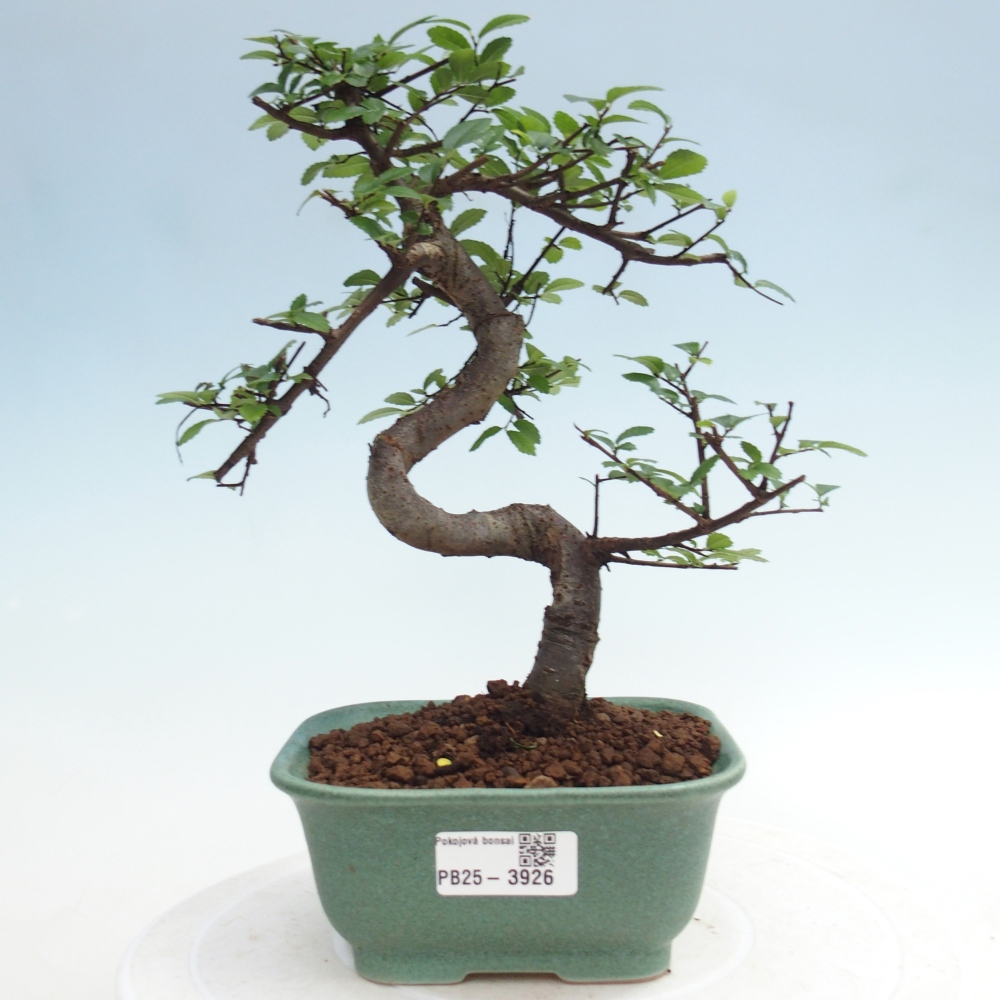 Room bonsai - Ulmus parvifolia - Small-leaved elm