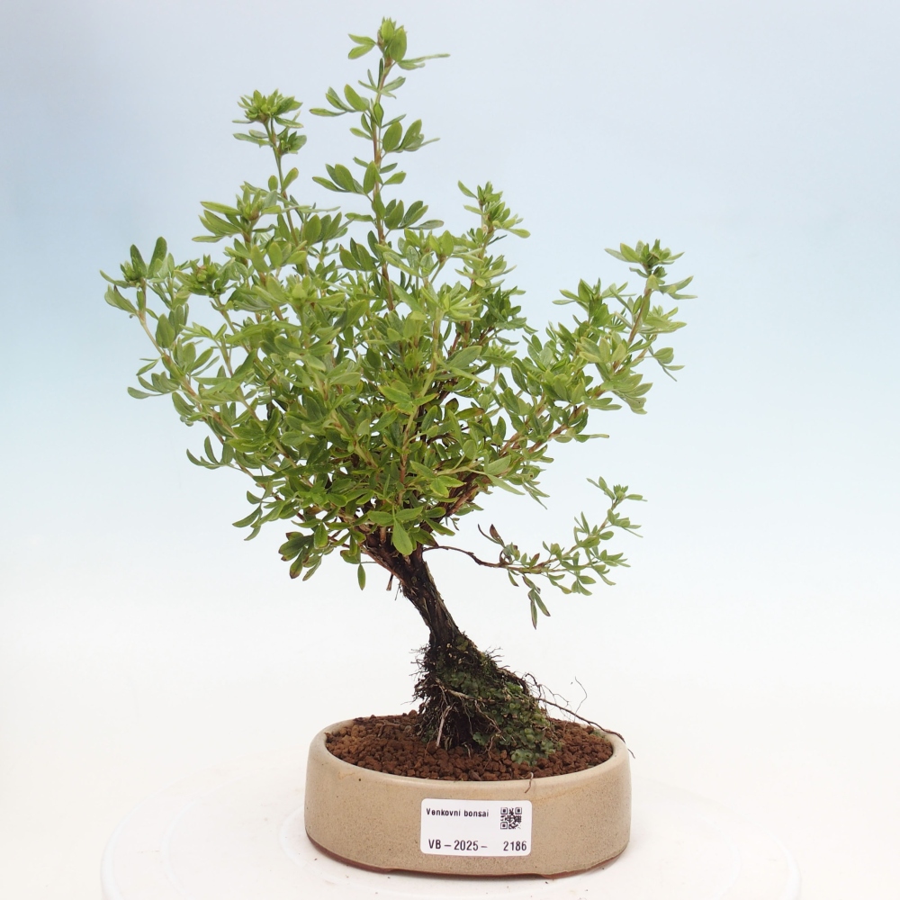 Outdoor bonsai-Cinquefoil - Potentila fruticosa yellow Bird
