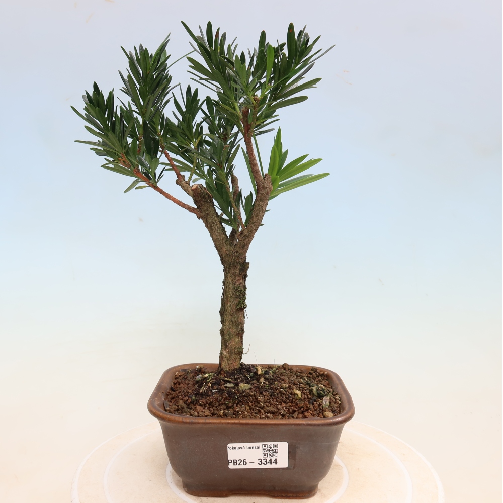 Room bonsai - Podocarpus - Stone Yew