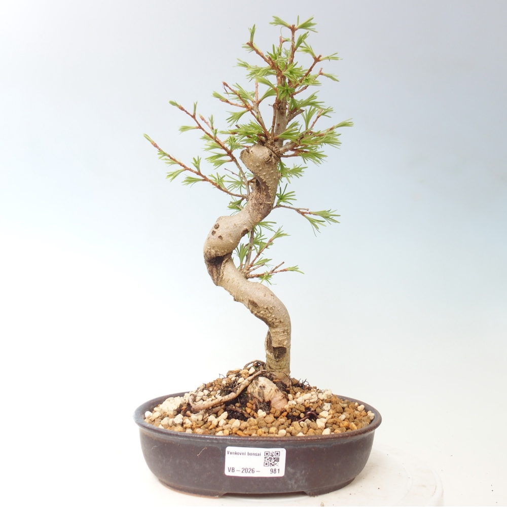 Outdoor bonsai -Pseudolarix amabis-Pseudolarix amabis