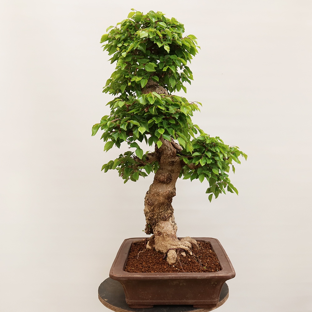 Outdoor bonsai - Carpinus Coreana - Korean hornbeam