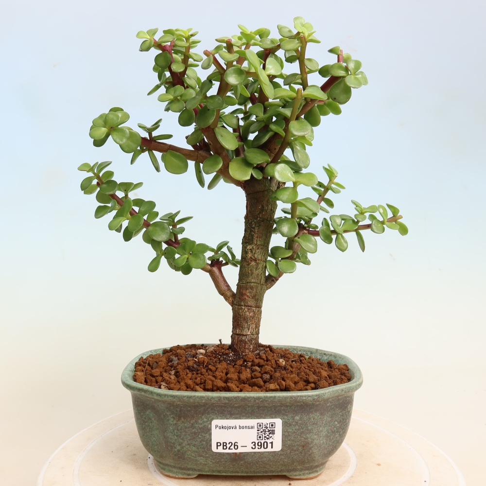 Room bonsai - Portulakaria Afra - Tlustice
