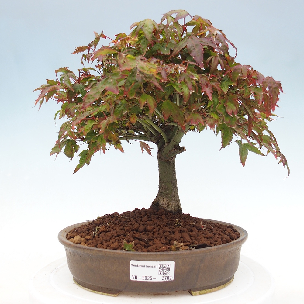 Acer palmatum KIOHIME - Palmetto maple