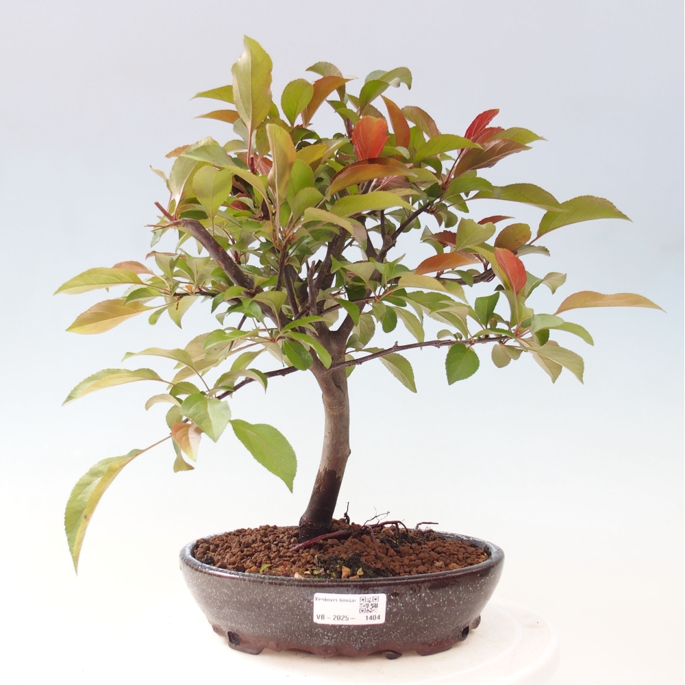 Outdoor bonsai - Malus domestica - Small-fruited red-leaved apple tree