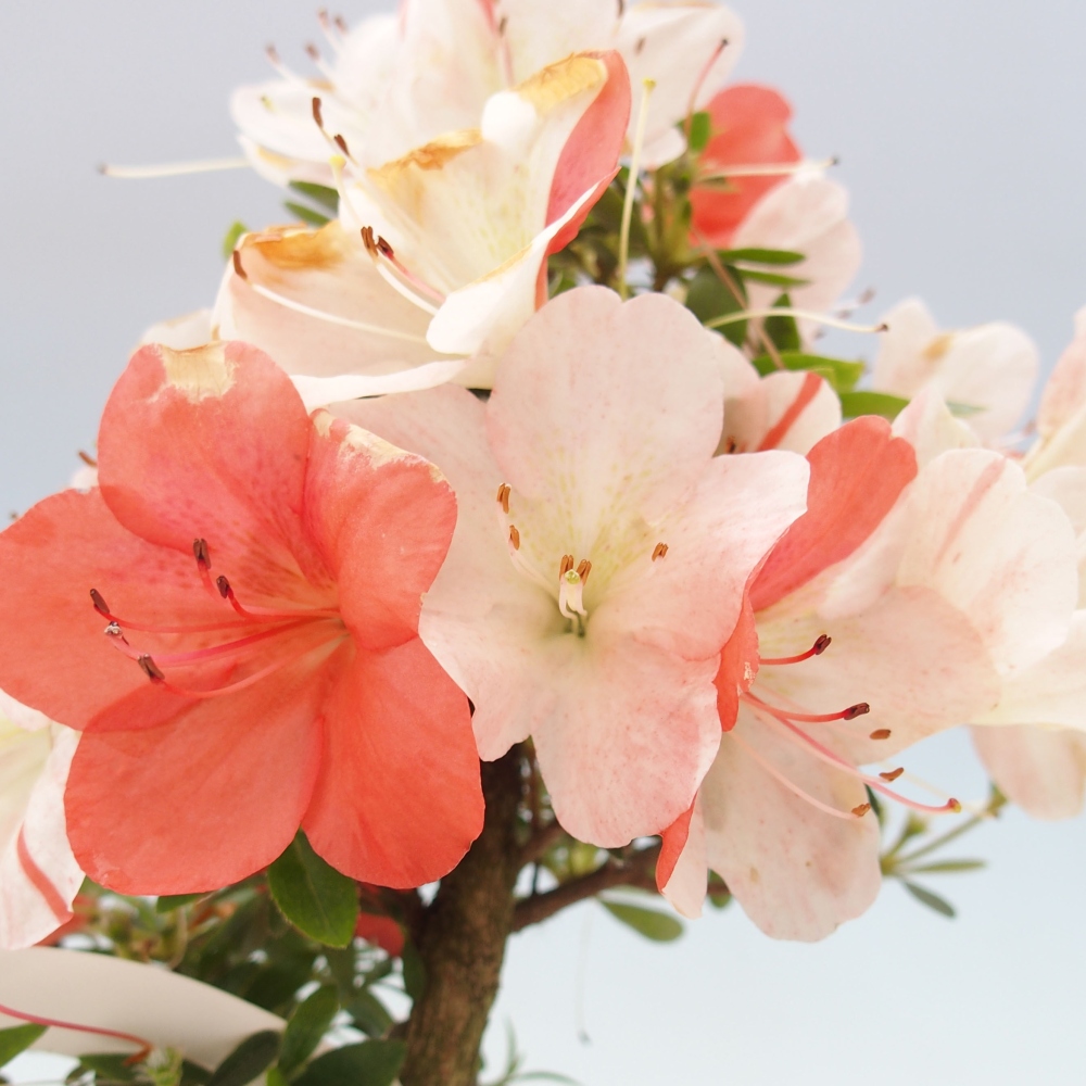 Outdoor bonsai - Japanese azalea - Azalea Asazakura