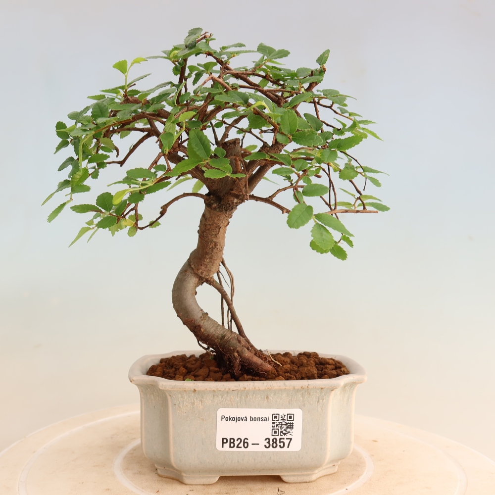 Room bonsai - Ulmus parvifolia - Small-leaved elm