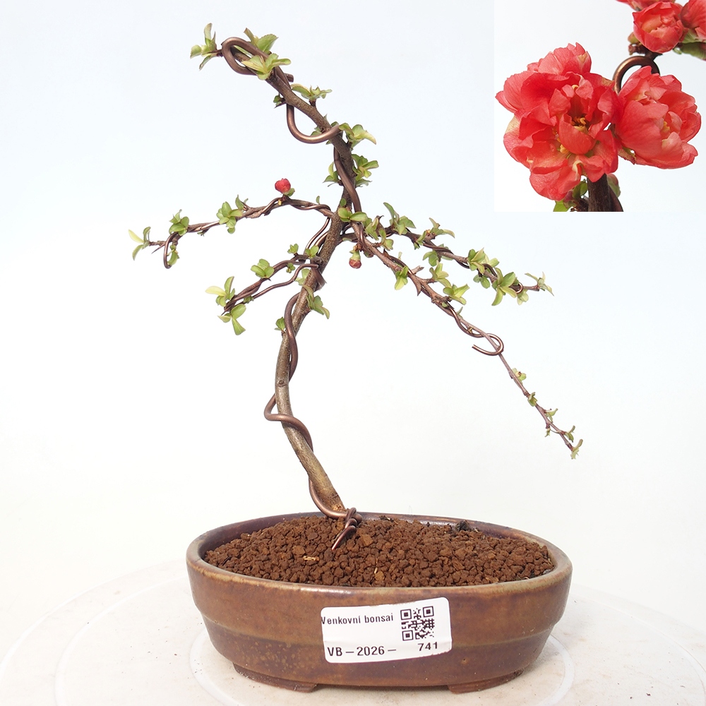 Outdoor bonsai - Chaneomeles s. Red Joy - Quince