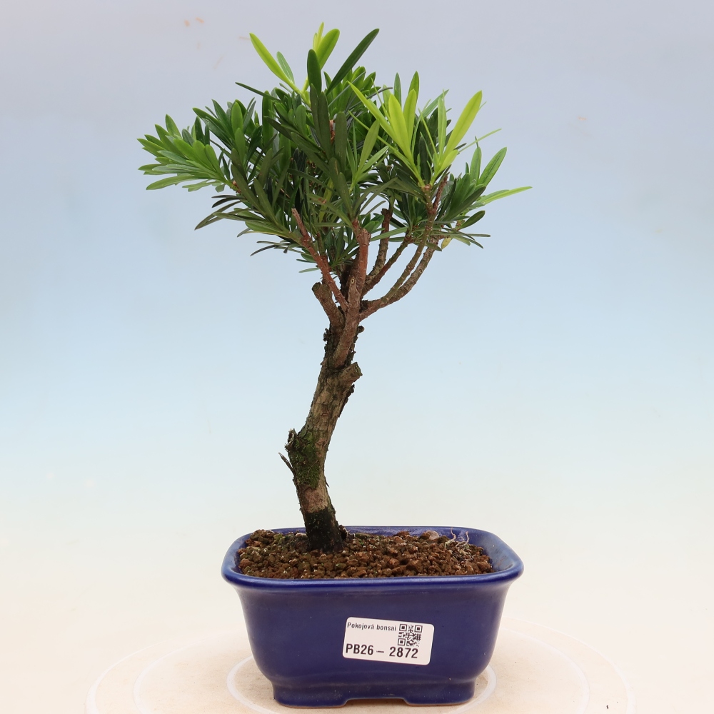 Room bonsai - Podocarpus - Stone Yew
