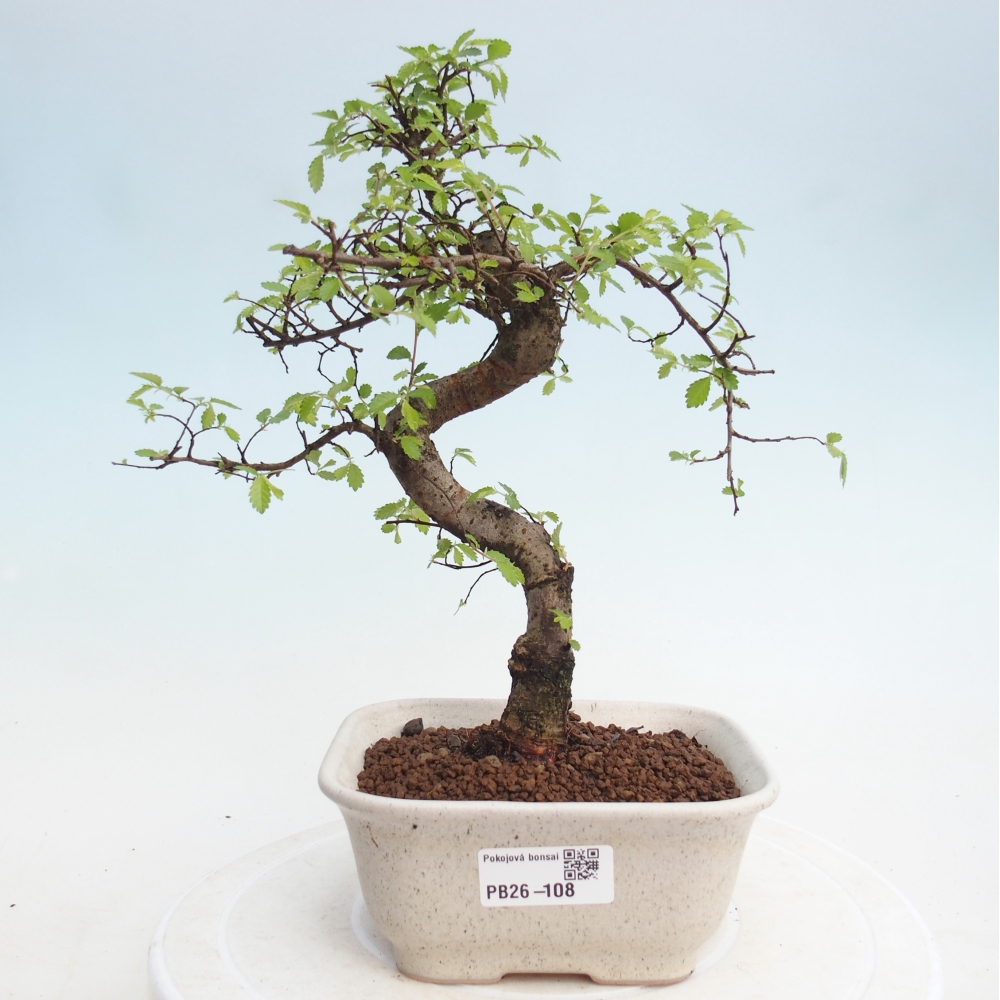 Room bonsai - Ulmus parvifolia - Small-leaved elm
