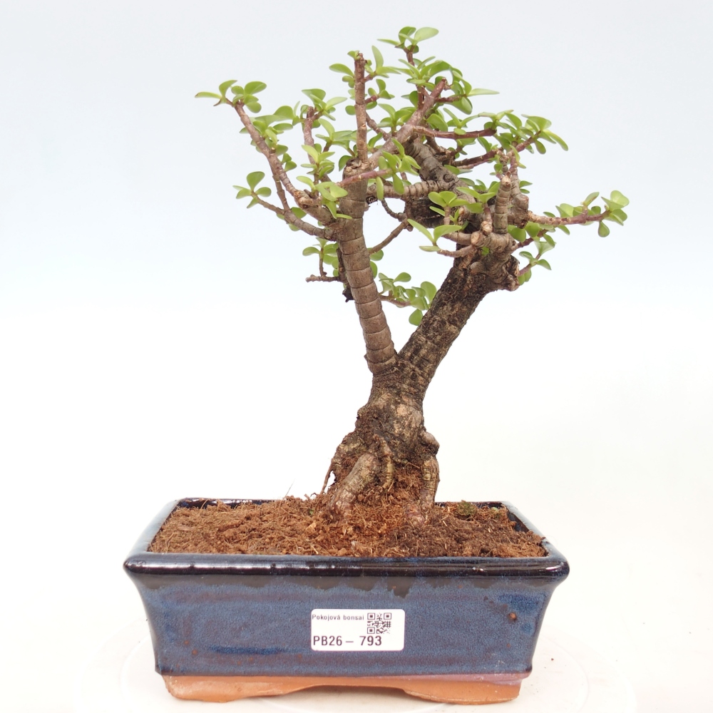 Room bonsai - Portulakaria Afra - Tlustice