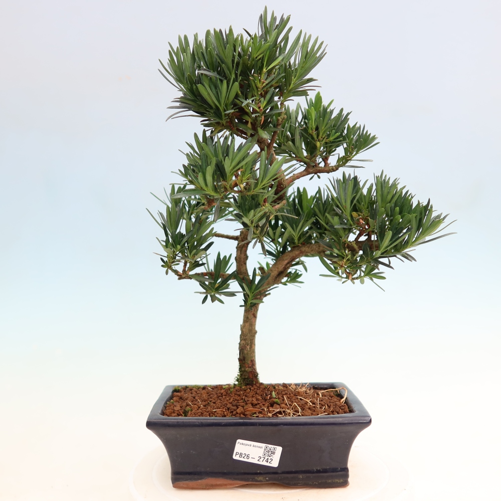 Room bonsai - Podocarpus - Stone Yew