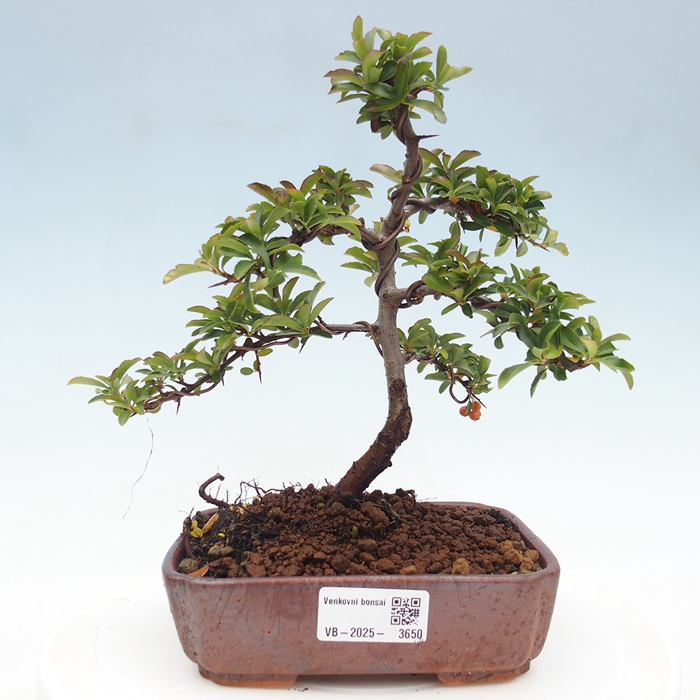 Outdoor bonsai-Pyracantha Teton -Hlox