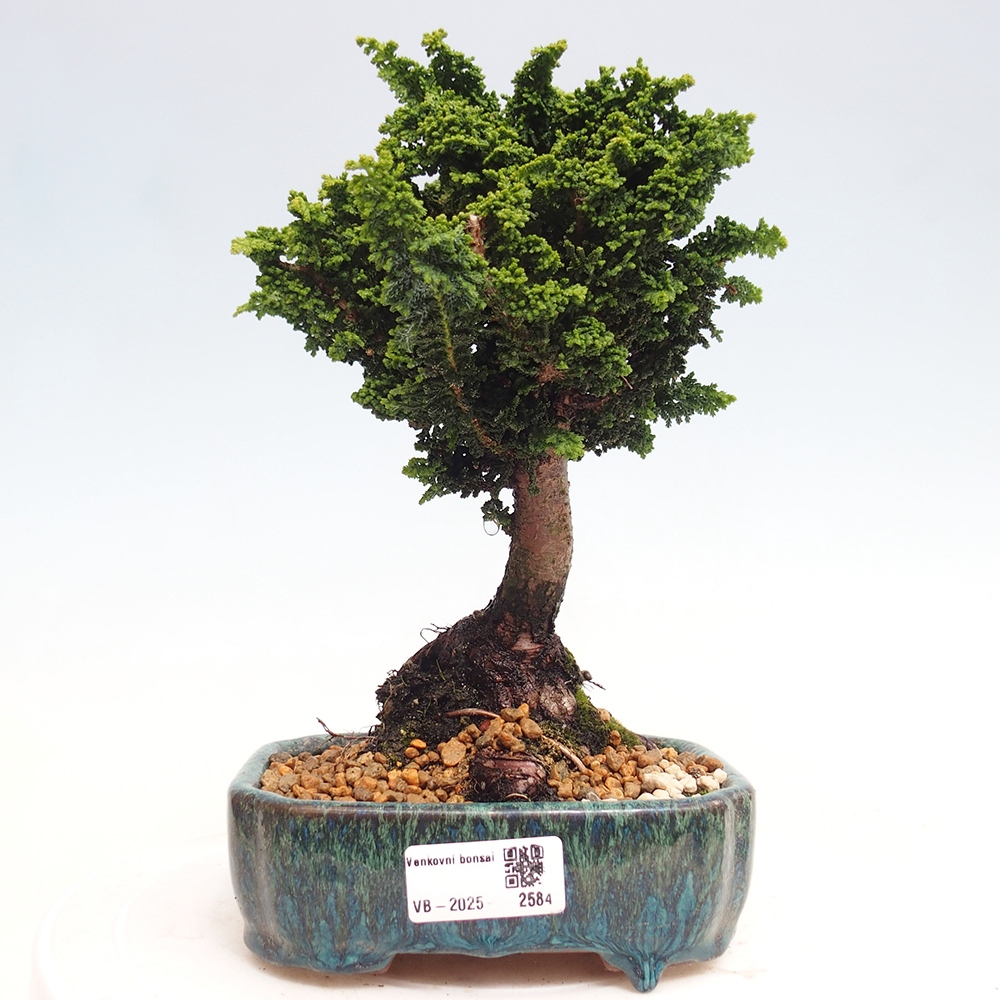 Outdoor bonsai - Cham. obtusa SEKKA HINOKI - Cypress