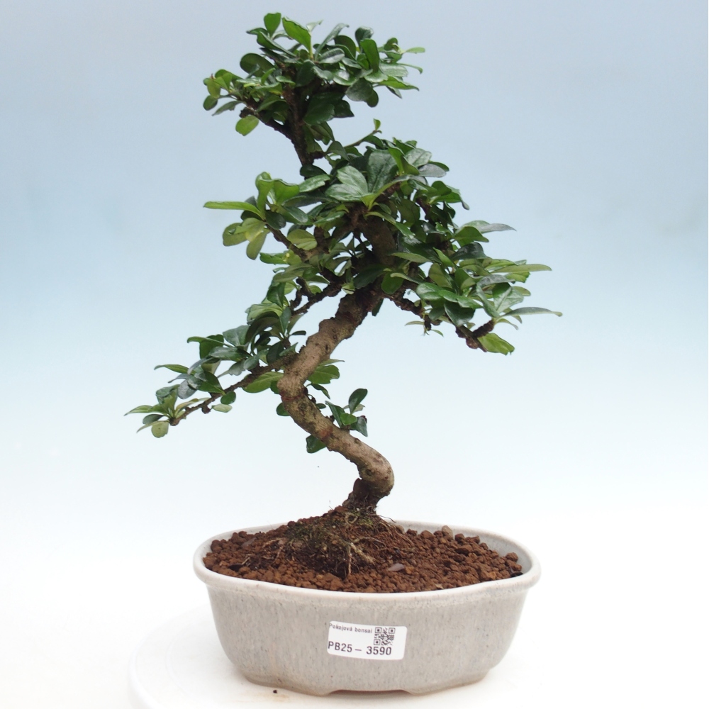 Room bonsai - Carmona macrophylla - Tea fuki