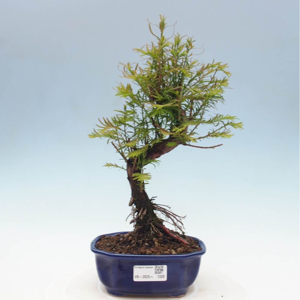 Outdoor bonsai - Metasequoia glyptostroboides - Chinese Metasequoia