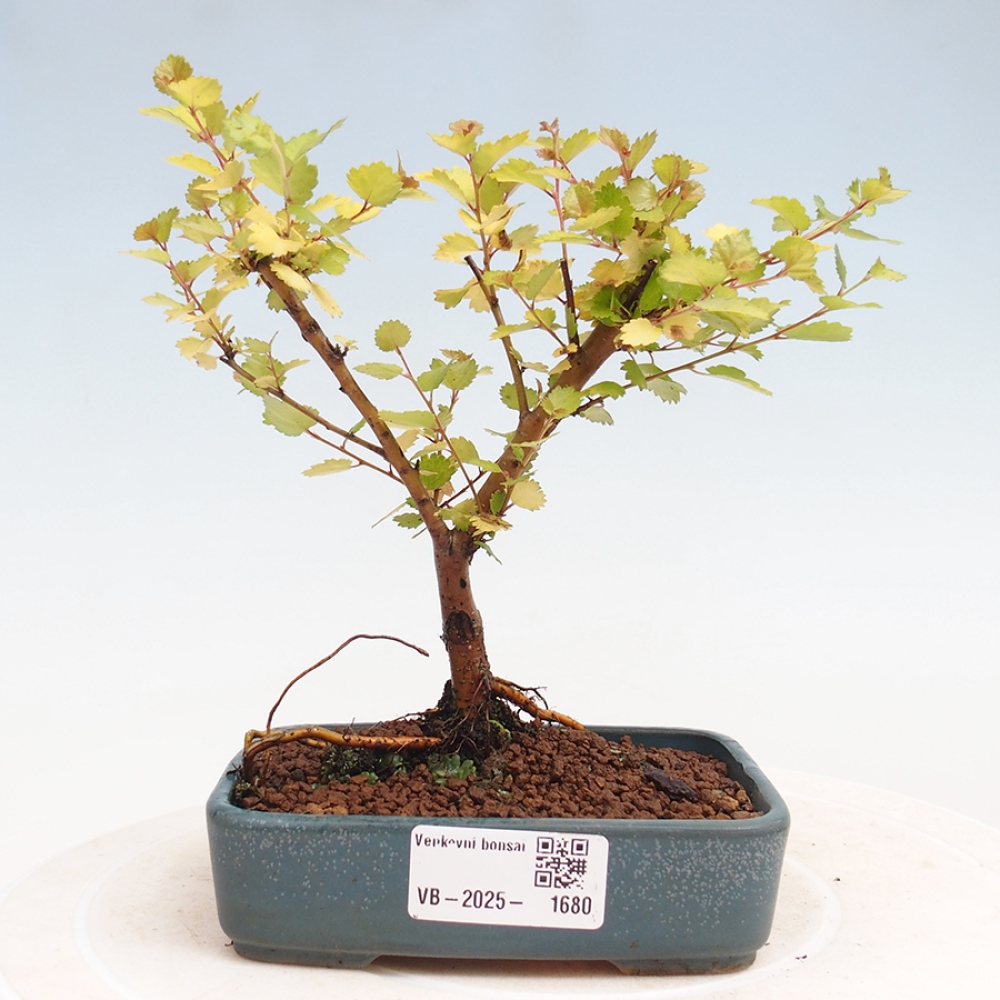 Outdoor bonsai - dwarf birch - Betula NANA Treasure