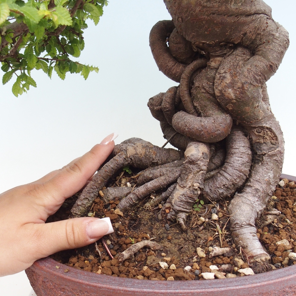 Outdoor bonsai - Ulmus parvifolia Hokkaido - Chinese elm