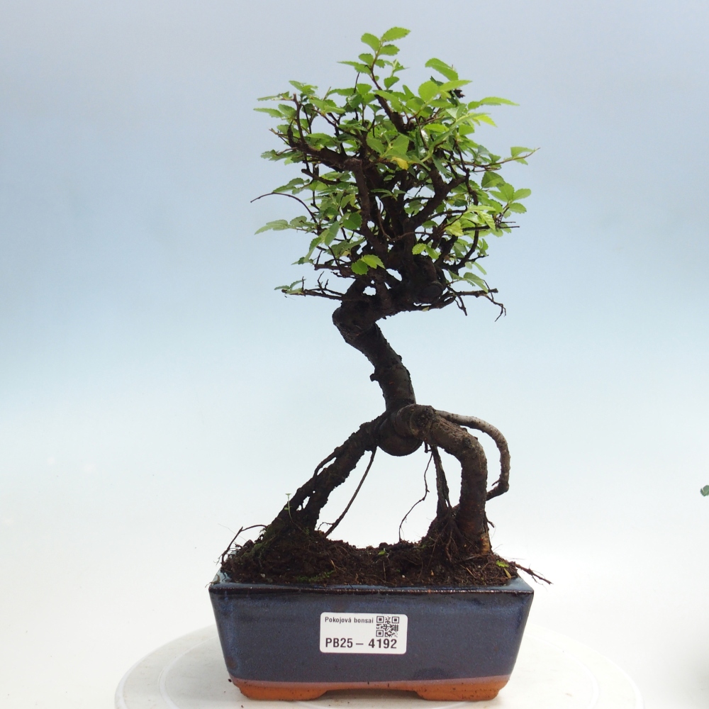 Room bonsai - Ulmus parvifolia - Small-leaved elm