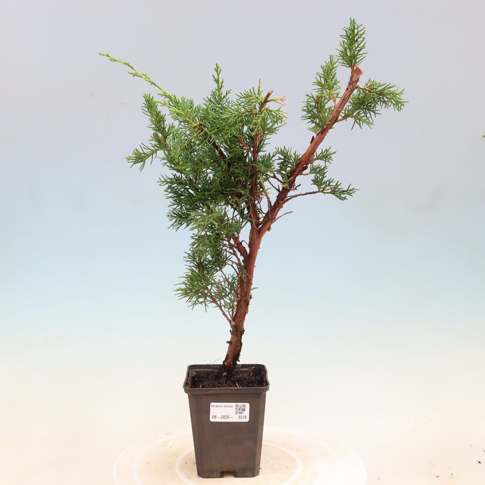 Outdoor bonsai - Juniperus chinensis Kishu