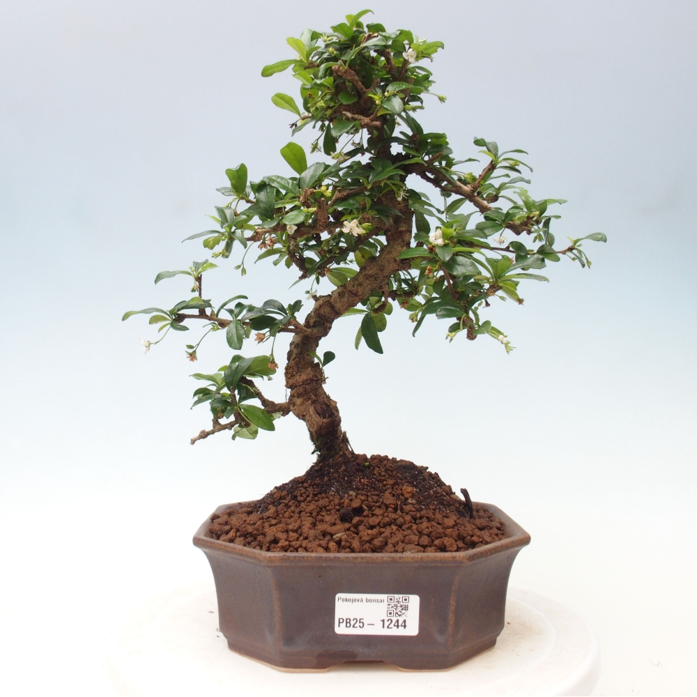 Room bonsai - Carmona macrophylla - Tea fuki