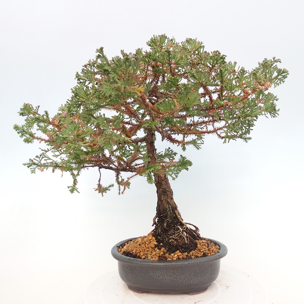 Outdoor bonsai - Chamaecyparis thyoides - Cypress
