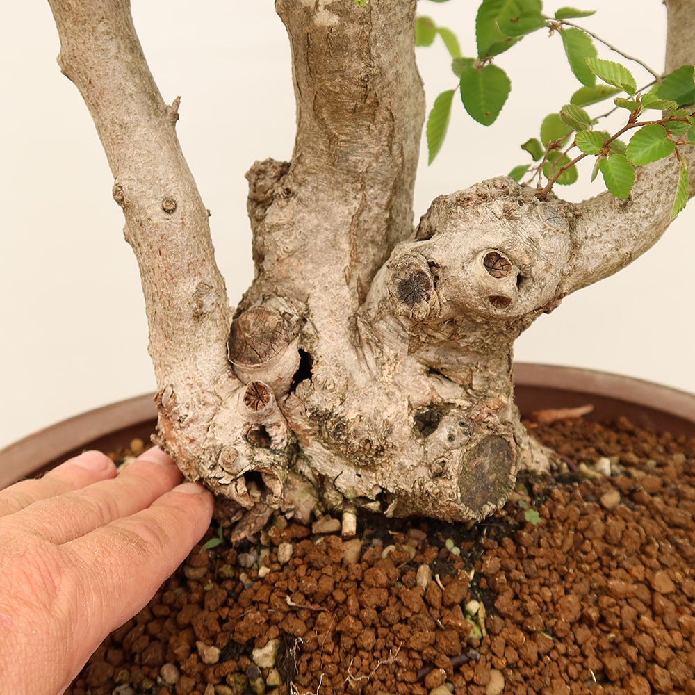 Outdoor bonsai - Carpinus Coreana - Korean hornbeam
