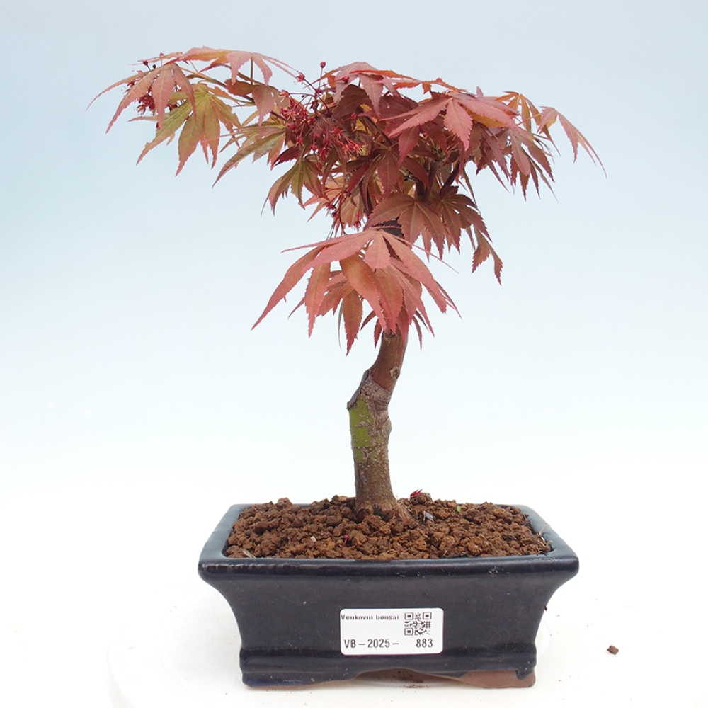 Outdoor bonsai - Acer palm. Atropurpureum-Palmleaf Maple