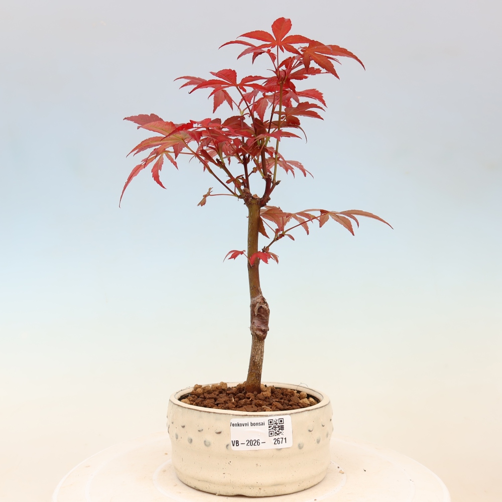 Outdoor bonsai - Acer palm. Atropurpureum-Javor palmate