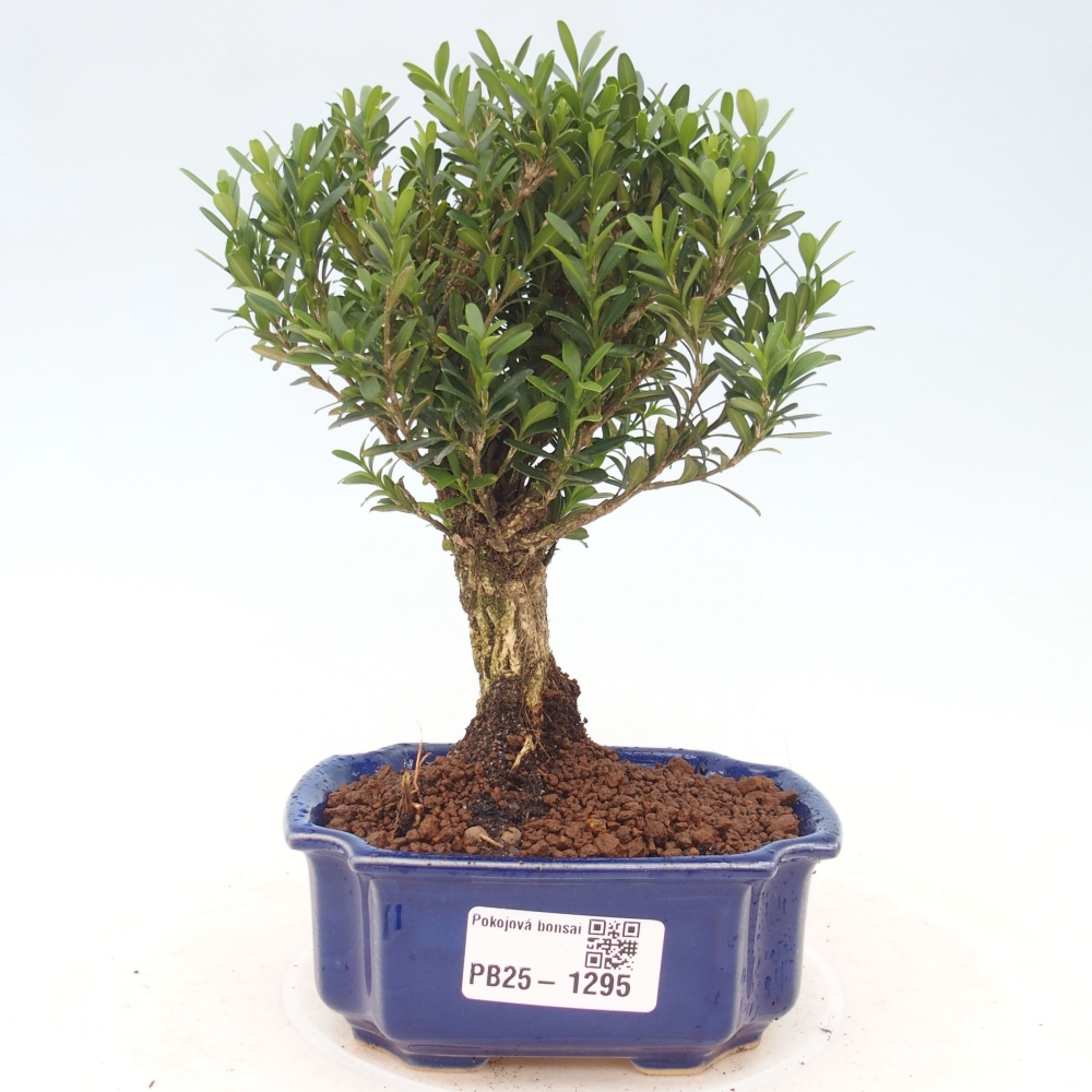 Room bonsai - Buxus harlandii - cork buxus