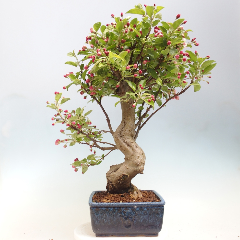 Outdoor bonsai -Malus halliana - Small-fruited apple tree