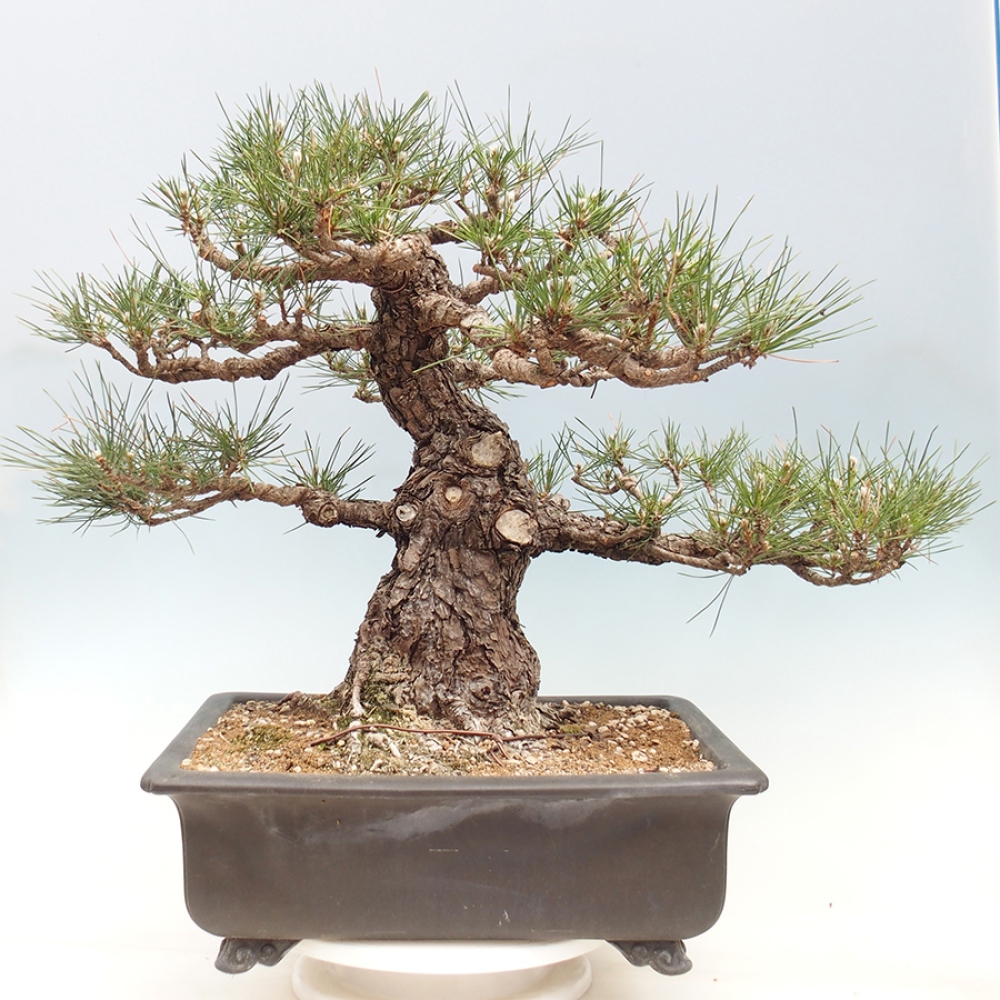 Outdoor bonsai - Pinus thunbergii - Thunberg pine