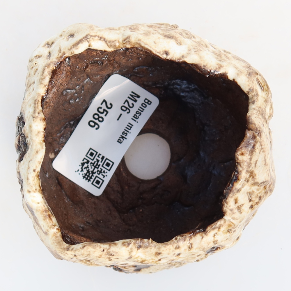 Ceramic Shell, 7.5 x 7.5 x 5.5 cm, white-brown