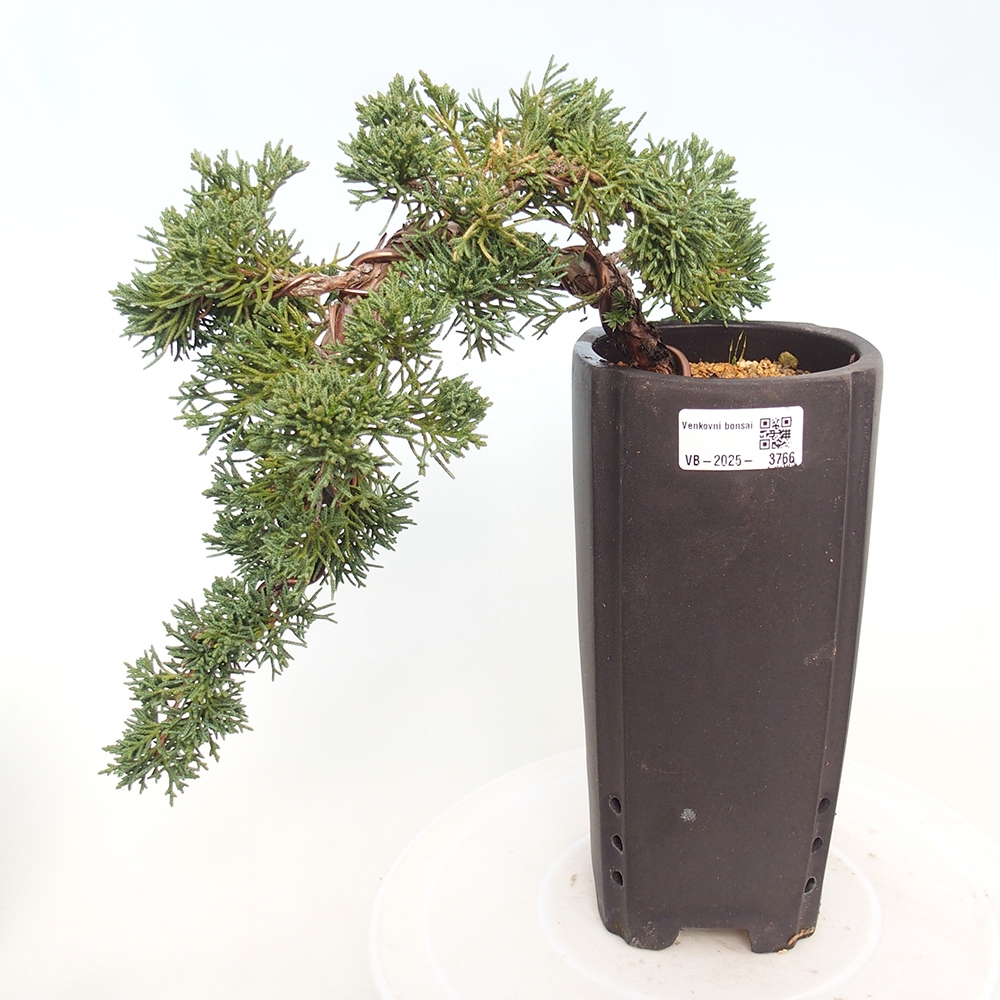 Outdoor bonsai - Juniperus chinensis Kishu