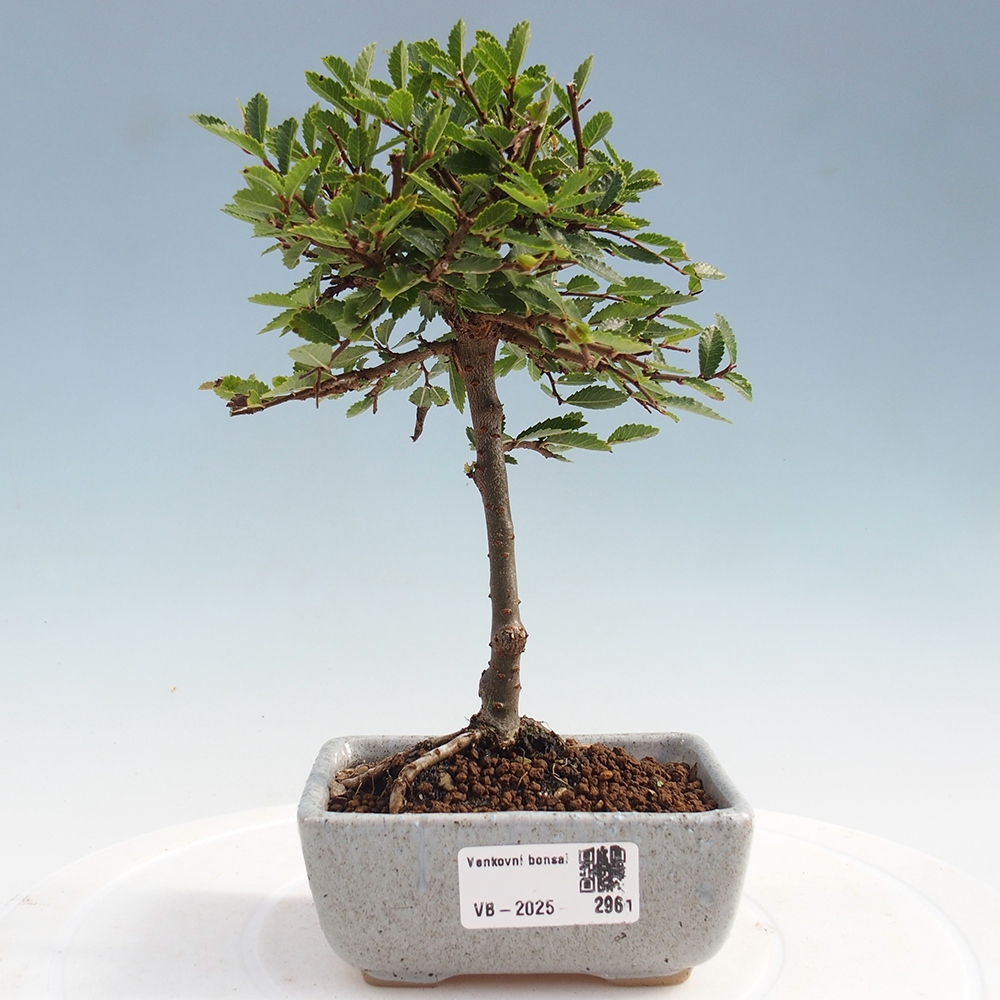 Outdoor bonsai - Ulmus parvifolia Sagei - Small-leaved elm