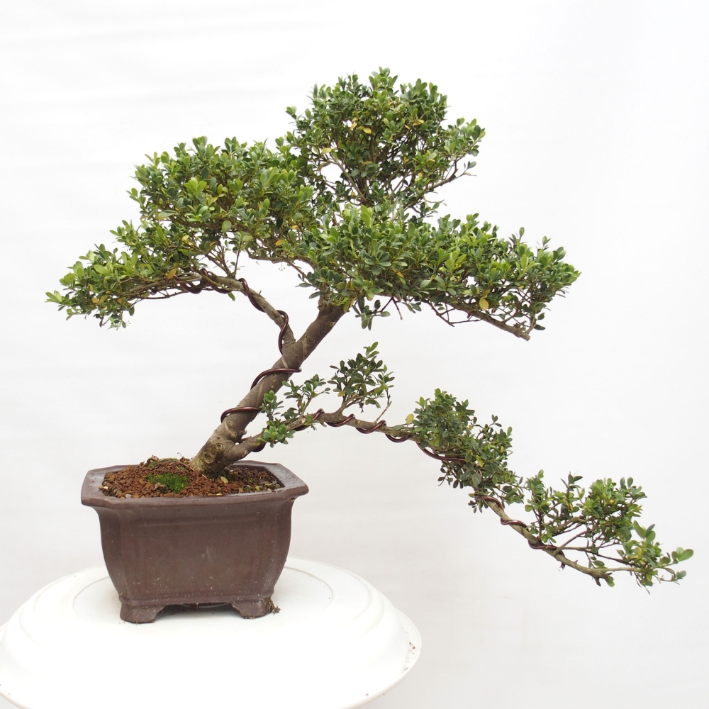 Indoor bonsai - Ilex crenata - Holly