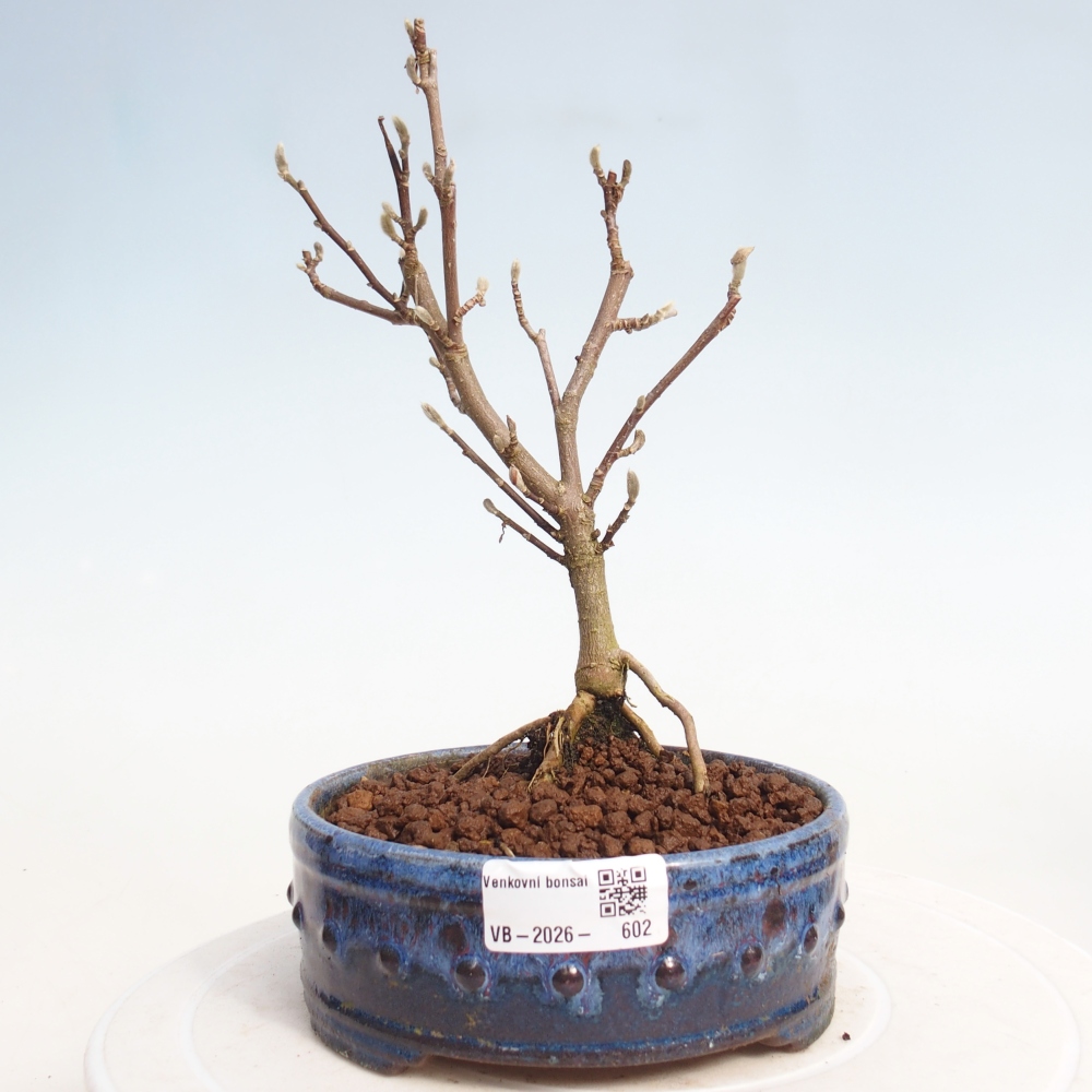 Outdoor bonsai - Magnolia stellata