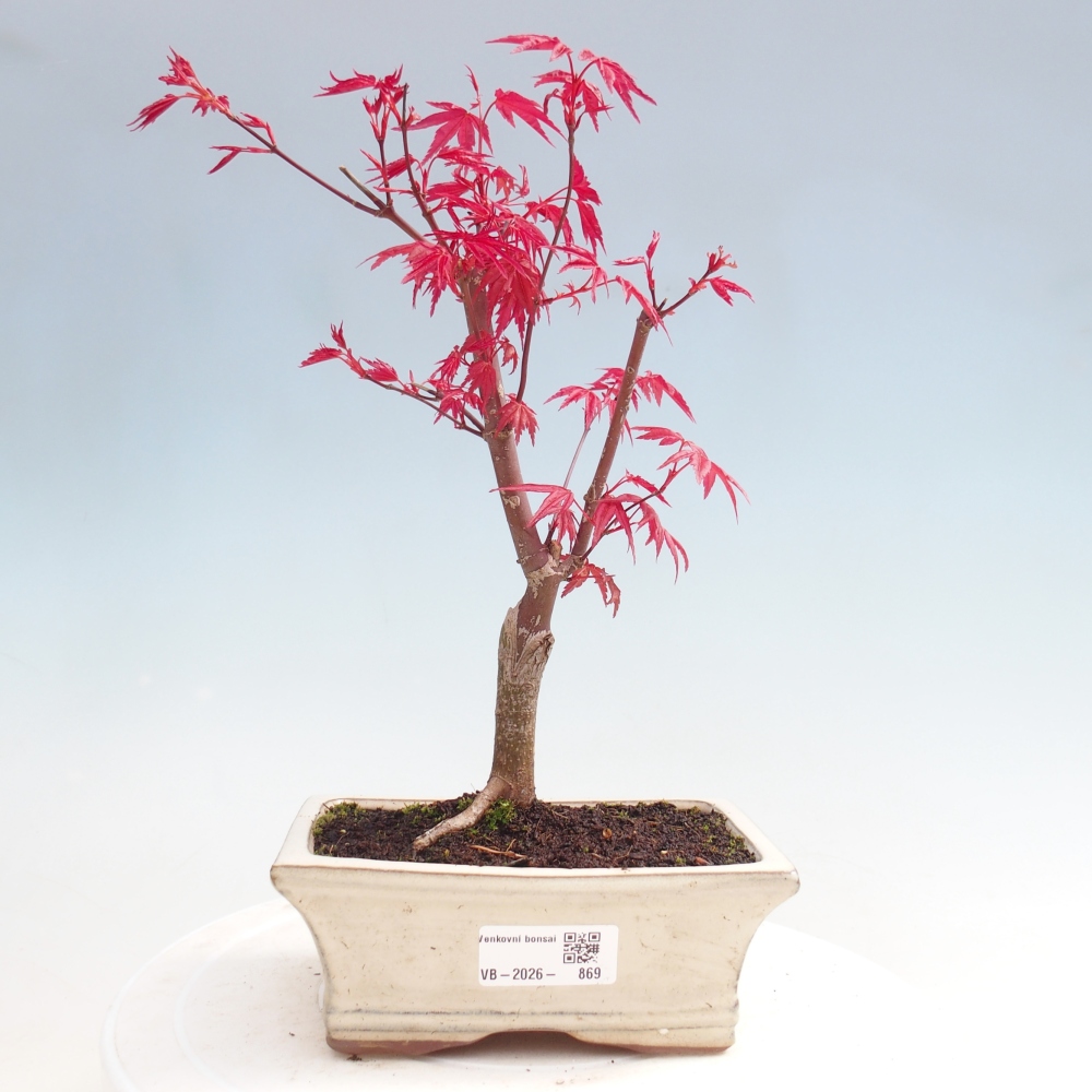 Outdoor bonsai - Acer palmatum DESHOJO