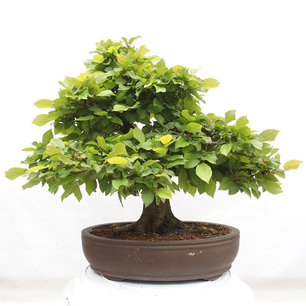 Outdoor bonsai - Hornbeam - Carpinus betulus