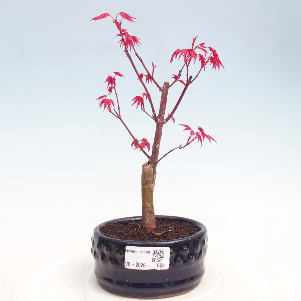 Outdoor bonsai - Maple - Acer palmatum DESHOJO